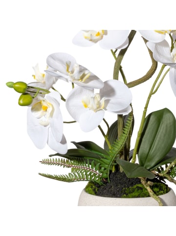 Creativ green Deko-Orchidee mit Laub und Wurzeln, Real Touch