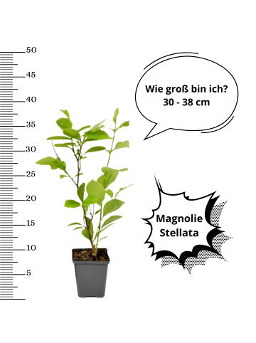 OH2 6-er: Set Magnolien Stellata in Weiss