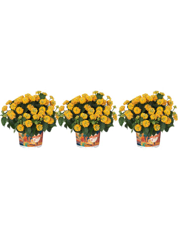 MeinVIPShop 3 x Wandelröschen Lantana camara Havana Gold 
