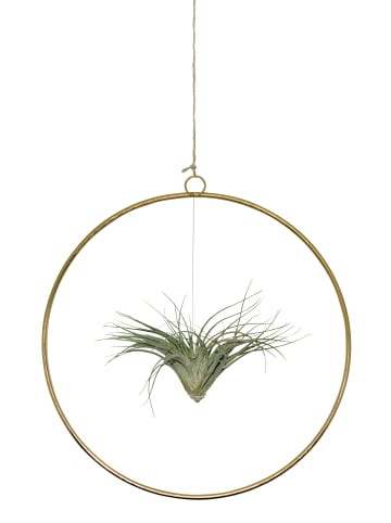 exotic living Kombination aus Tillandsia im Loop gold