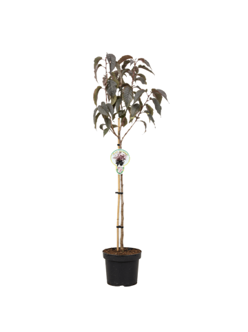 NatureNest Japanische Zierkirsche Royal Burgundy 80 cm Stamm Prunus serrulata