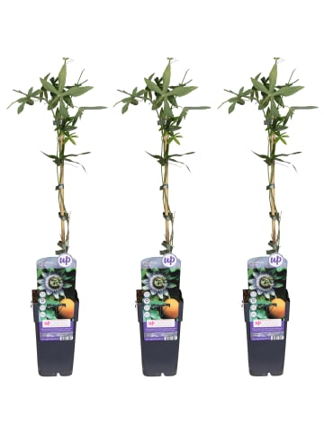 MeinVIPShop 3 x Passionsblume 50cm XXL Passiflora