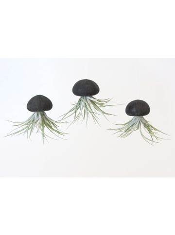 MeinVIPShop 3er Set Seeigelgehäuse Urchin schwarz mit Tillandsie Kammi