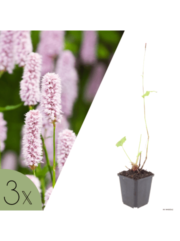 NatureNest 3er: Set Persicaria amplexicaulis Alba Pflanzen in Weiß