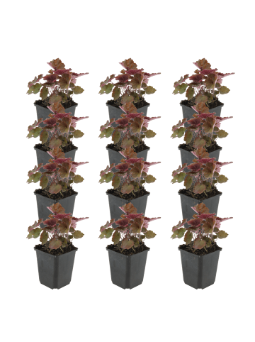 NatureNest Purpurglöckchen Set 12 Heuchera Palace Purple