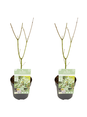 NatureNest 2er: Set Acer palmatum Ukigumo Ahornpflanze in Weiß Topf 15 cm Höhe 30 cm