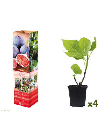 GARDENZO 4er-Set: Feigenpflanzen