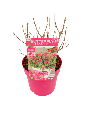 NatureNest 1 Buddleja Butterfly Candy Little Ruby Pflanzen in Rot Topf 19 cm Höhe 30 cm