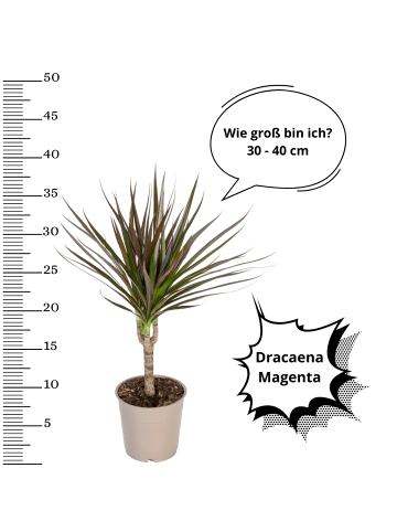 OH2 2er-Set: Dracaena Magenta in Grün