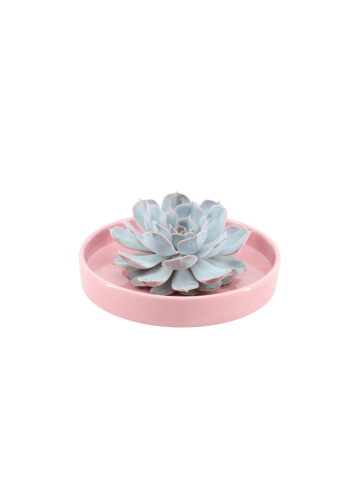 NatureNest Echeveria Lilacina Sukkulente in rosa Keramikschale