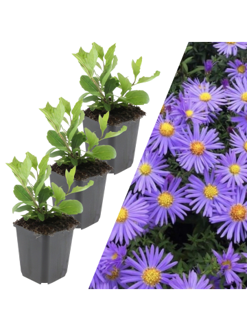 NatureNest 3 Asterpflanzen  Aster ageratoides 'Asran' 
