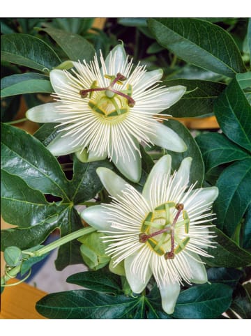 GARDENZO 2er-Set Passionsblume weiß 110-120cm 2L Topf