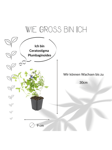 NatureNest 6 Bleikrautpflanzen  Ceratostigma plumbaginoides 