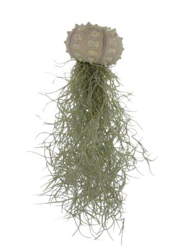 MeinVIPShop 3er Set Seeigelgehäuse mit Tillandsia Spanisch Moos
