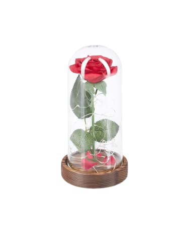 relaxdays Ewige Rose in Rot