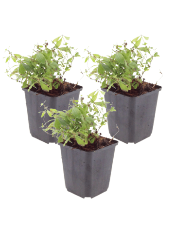 NatureNest 3 Galium odoratum Pflanzen in Weiß Topf 9 cm Höhe 15 cm