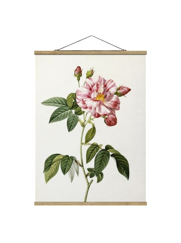 WALLART Stoffbild - Pierre J. Redouté - Rosa Gallica-Rose in Rosa