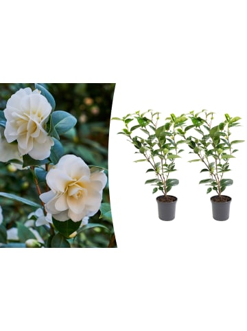 GARDENZO 2er-Set: Kamelienstrauch "Japanische Rose" XL in Weiss