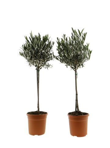 GARDENZO 2er-Set: Olivenbäume XL