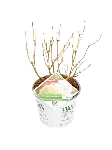 NatureNest Hydrangea arborescens Strong Annabelle Pflanze in Weiß