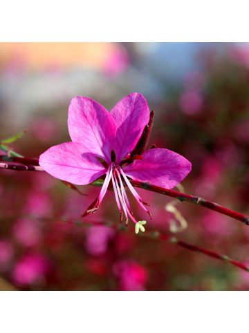 NatureNest 3er: Set Gaura lindheimeri Siskiyou Pink Pflanzen in Rosa