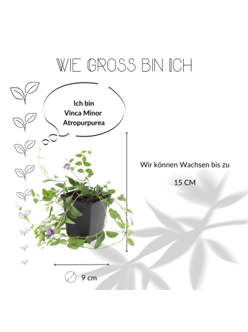 NatureNest 12 Purpur-Immergrün-Pflanzen  Vinca minor 'Atropurpurea' 