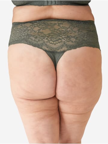 SugarShape High-String BASIC in olive