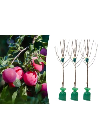 GARDENZO 3er-Set: XXL Pflaume Hauszwetsche Obstbäume in Bunt