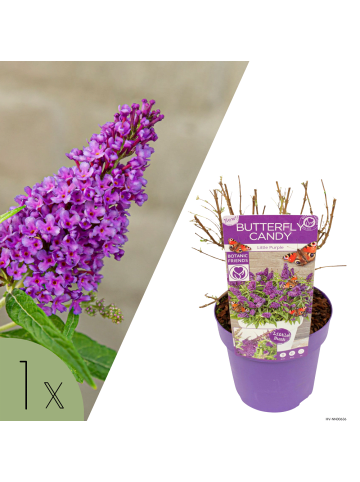 NatureNest Buddleja Butterfly Candy Little Purple Pflanzen in Lila