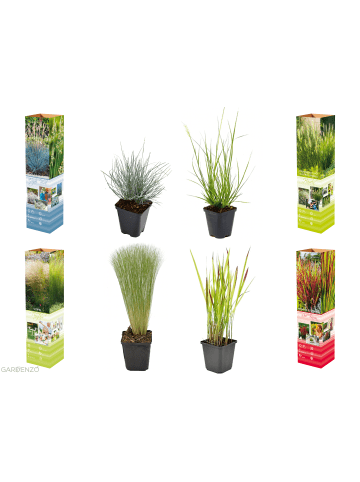 GARDENZO 4er-Set: Ziergräser in Bunt