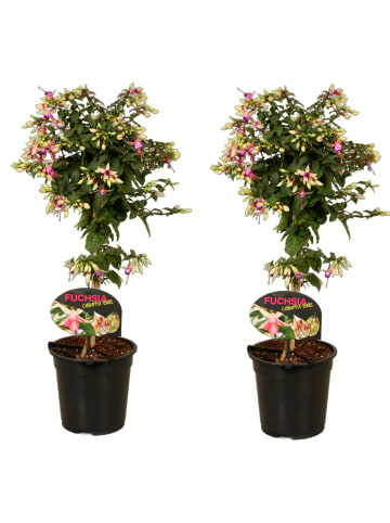 MeinVIPShop 2x Fuchsia Mix 75cm