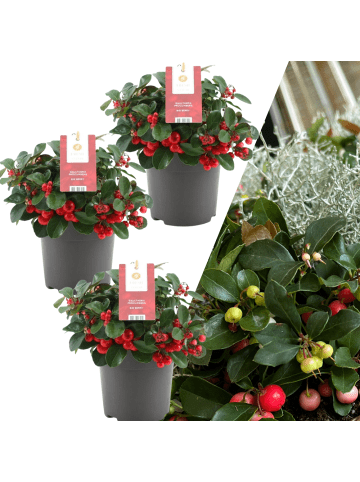 NatureNest Set mit 3 Scheinbeerpflanzen Gaultheria procumbens Big Berry