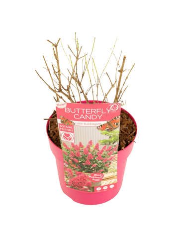 NatureNest Buddleja Butterfly Candy Little Bubblegum Pflanzen in Rosa