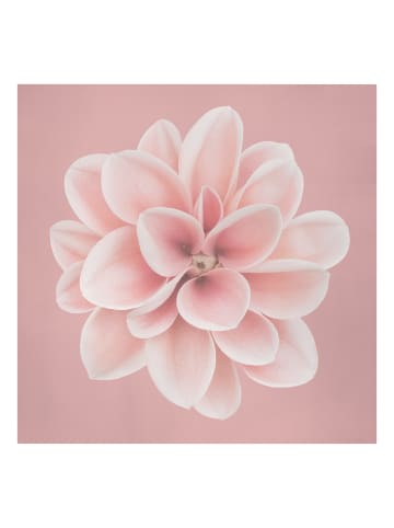 WALLART Leinwandbild - Dahlie Rosa Blush Blume Zentriert in Rosa