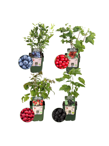 NatureNest Bio Fruchtpflanzen Mix Set 4 für Balkon und Garten