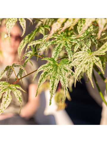 NatureNest Acer palmatum Ukigumo Ahornpflanze in Weiß
