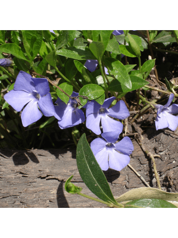 NatureNest Blaues Immergrün Set 6 Vinca minor winterhart