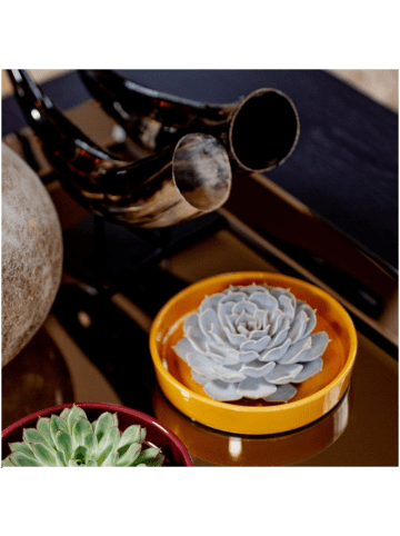 NatureNest Echeveria Lilacina kompakte Sukkulente in gelber Keramikschale