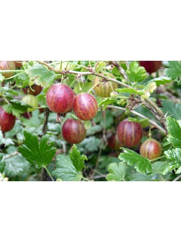 GARDENZO 2er-Set Stachelb. rot 50-60cm 2L Topf