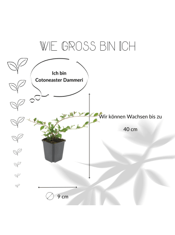 NatureNest 6 Zwergmispelpflanzen  Cotoneaster dammeri  