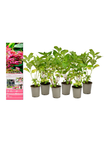 GARDENZO 6er-Set: pan. 'Pink Diamond' Hortensien in Rosa