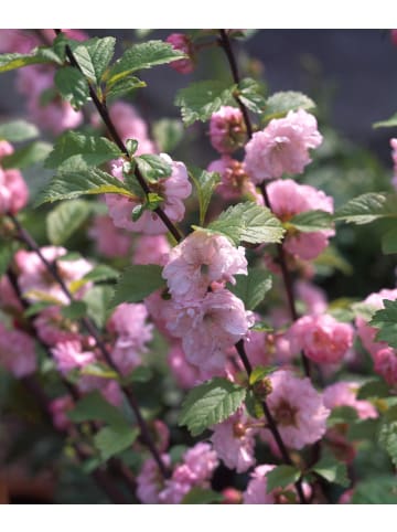 GARDENZO 2er-Set: XXL Ziermandelbaum in Rosa