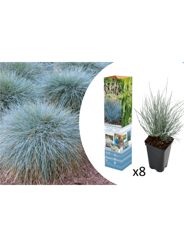 GARDENZO 8er-Set: Festuca Glauca Elijah Blue in Blau