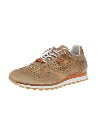 Cetti Sneaker low C-848 EXP V25 in Braun