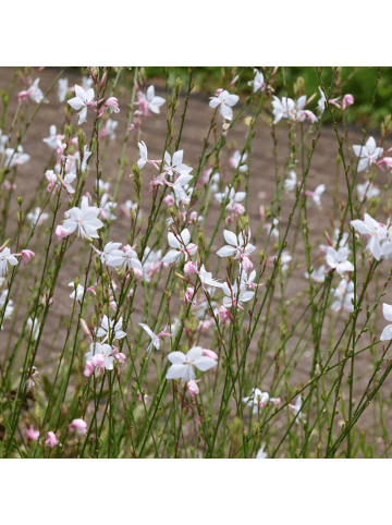 NatureNest 3er-Set: Gaura Whirling Butterflies Staude in Weiß
