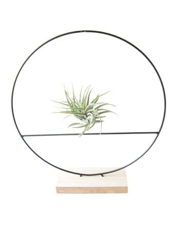 exotic living Kombination aus Tillandsia im Loop auf Sockel