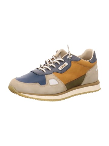 Cetti Sneaker Low in Blau