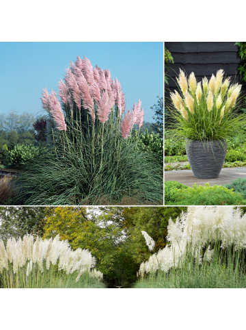 GARDENZO 6er-Set: Pampasgras in Bunt