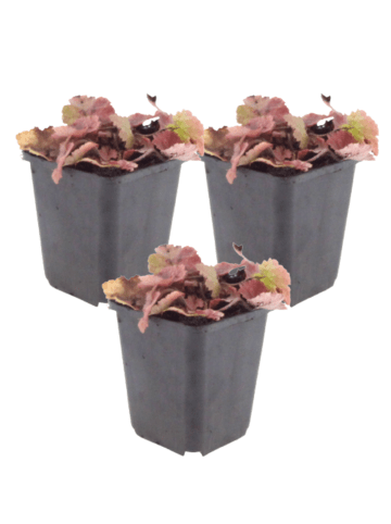 NatureNest 3 Tiarella cordifolia Pflanzen in Weiß Topf 9 cm Höhe 15 cm