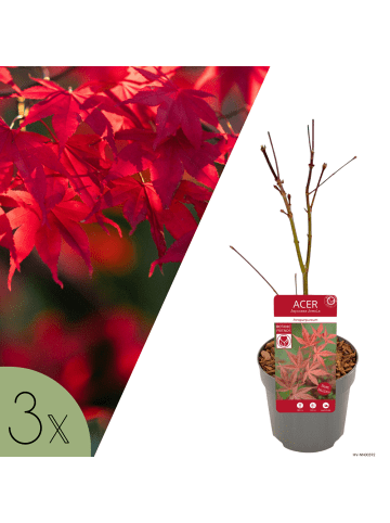 NatureNest 3er: Set Acer palmatum Atropurpureum Ahornpflanze in Rot
